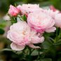 50 Pcs Rose White Rose Pink Big Blooming Flower Seeds