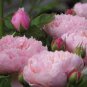 50 Pcs Rose White Rose Pink Big Blooming Flower Seeds