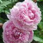 50 Pcs Rose White Rose Pink Big Blooming Flower Seeds