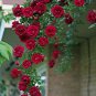 50 Pcs Rose Dark Red Climbing Flower Seeds