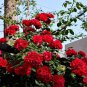 50 Pcs Rose Dark Red Climbing Flower Seeds