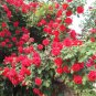 50 Pcs Rose Dark Red Climbing Flower Seeds
