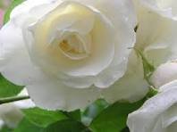 50 Pcs Milky White Rose Flower Seeds
