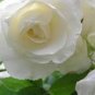 50 Pcs Milky White Rose Flower Seeds