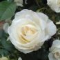 50 Pcs Milky White Rose Flower Seeds