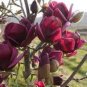 10 Pcs Yulan Magnolia Seeds Purple Tree Flower Seeds