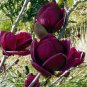 10 Pcs Yulan Magnolia Seeds Purple Tree Flower Seeds