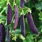 1 Pcs Purple Sweet Pea Broad Bean Green Soy Bean Brownbean Bonsai 1 Pcs Purple Sweet Pea Broad Bean Green Soy Bean Brownbean Bonsai