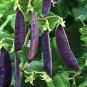 1 Pcs Purple Sweet Pea Broad Bean Green Soy Bean Brownbean Bonsai