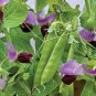 1 Pcs Purple Sweet Pea Broad Bean Green Soy Bean Brownbean Bonsai