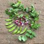 1 Pcs Purple Sweet Pea Broad Bean Green Soy Bean Brownbean Bonsai
