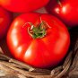 100 Pcs Park's Whopper CR Improved Hybrid Tomato