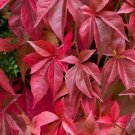 10 Pcs Rare Red Ivy Creeper Leaves Heirloom 10 Pcs Rare Red Ivy Creeper Leaves Heirloom