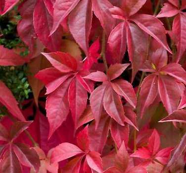 10 Pcs Rare Red Ivy Creeper Leaves Heirloom