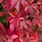 10 Pcs Rare Red Ivy Creeper Leaves Heirloom