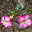 2 Pcs Heirloom Bonsai Pink Peach Flower Seeds