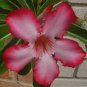 2 Pcs Heirloom Bonsai Pink Peach Flower Seeds