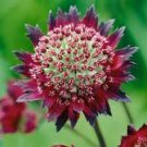 20 Pcs Astrantia Major-hybrida 'Ruby Cloud' Hattie's Pincushion Flower Seeds 20 Pcs Astrantia Major-hybrida 'Ruby Cloud' Hattie's Pincushion Flower Seeds