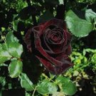 50 Pcs Black Baccara Hybrid Rose Shrub Flower Seeds 50 Pcs Black Baccara Hybrid Rose Shrub Flower Seeds