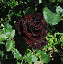 50 Pcs Black Baccara Hybrid Rose Shrub Flower Seeds