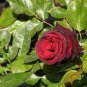 50 Pcs Black Baccara Hybrid Rose Shrub Flower Seeds