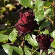 50 Pcs Black Baccara Hybrid Rose Shrub Flower Seeds