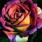 50 Pcs Rare 'Fire Phoenix' Rose Tree Flower Seeds