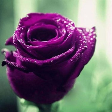 50 Pcs Purple European Rose Seeds
