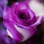 50 Pcs Purple European Rose Seeds