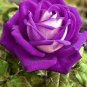 50 Pcs Purple European Rose Seeds