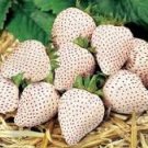 100 Pcs Light Red Pineberry with White Berries Seeds 100 Pcs Light Red Pineberry with White Berries Seeds