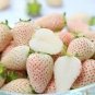 100 Pcs Light Red Pineberry with White Berries Seeds
