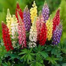 15 Pcs Lupinus 20 Types of Lupine Perennial Flowers Seeds