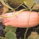 20 Pcs Pink Banana Jumbo Pumpkin Seeds Flesh Fruits Squash Vegetable
