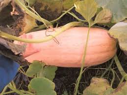 20 Pcs Pink Banana Jumbo Pumpkin Seeds Flesh Fruits Squash Vegetable