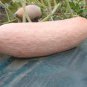 20 Pcs Pink Banana Jumbo Pumpkin Seeds Flesh Fruits Squash Vegetable