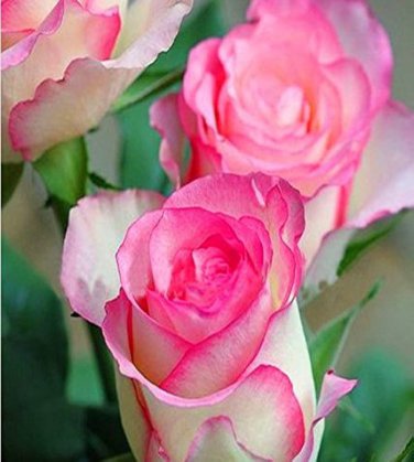 50 Pcs Pink Chinese Rose Seed Monthly Rose Flowers Garden Seed