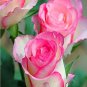 50 Pcs Pink Chinese Rose Seed Monthly Rose Flowers Garden Seed