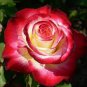 50 Pcs Pink Chinese Rose Seed Monthly Rose Flowers Garden Seed