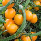 100 Pcs Tomato Buratinorjs Light Orange Uniquely Shaped Fruit Seeds 100 Pcs Tomato Buratinorjs Light Orange Uniquely Shaped Fruit Seeds