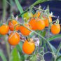 100 Pcs Tomato Buratinorjs Light Orange Uniquely Shaped Fruit Seeds