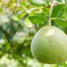 10 Pcs Heirloom Sweet Yellow Grapefruit Citrus maxima Fruit Seeds 10 Pcs Heirloom Sweet Yellow Grapefruit Citrus maxima Fruit Seeds