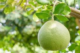 10 Pcs Heirloom Sweet Yellow Grapefruit Citrus maxima Fruit Seeds