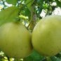 10 Pcs Heirloom Sweet Yellow Grapefruit Citrus maxima Fruit Seeds