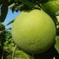 10 Pcs Heirloom Sweet Yellow Grapefruit Citrus maxima Fruit Seeds