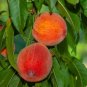 2 Pcs Heirloom Middle-sized Nectarine Smooth-skinned Peach Fruit