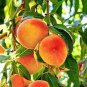 2 Pcs Heirloom Middle-sized Nectarine Smooth-skinned Peach Fruit