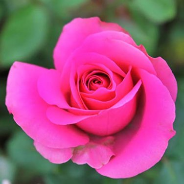 50 Pcs Clusters of Pink Rose Indoor Garden Seed