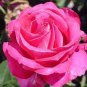 50 Pcs Clusters of Pink Rose Indoor Garden Seed