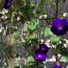50 Pcs Dark Blue Pink Heart Morning Glory Ipomoea Nil Climbing Flower Seeds